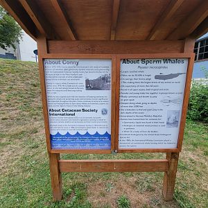 Children's Museum CT - About Conny and sperm whales