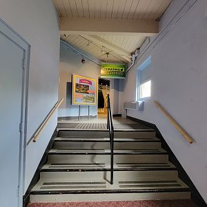 Children's Museum CT - Stairs to Amazing Amphibians