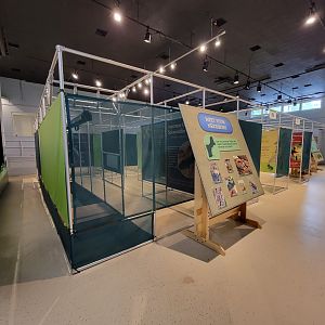 Children's Museum CT - Amazing Amphibians