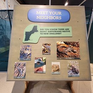 Children's Museum CT - Native amphibians