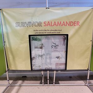 Children's Museum CT - Amazing Amphibians maze salamander game