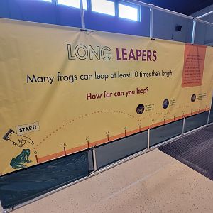 Children's Museum CT - Amazing Amphibians maze leap frog
