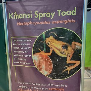 Children's Museum CT - Amazing Amphibians maze species sign example