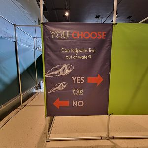 Children's Museum CT - Amazing Amphibians maze question example