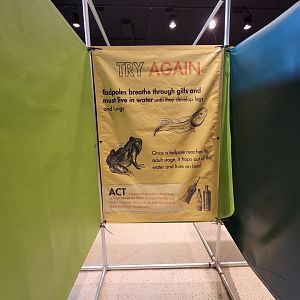 Children's Museum CT - Amazing Amphibians maze example of wrong answer