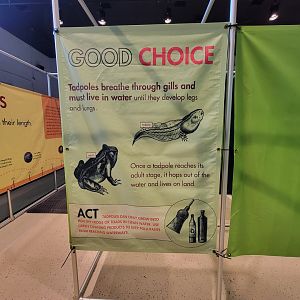 Children's Museum CT - Amazing Amphibians maze example of correct answer