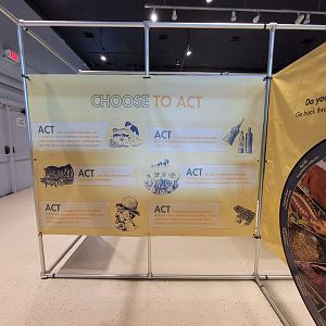 Children's Museum CT - Amazing Amphibians, how to help amphibians