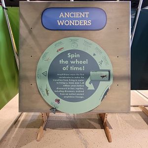 Children's Museum CT - Amazing Amphibians ancient wonders