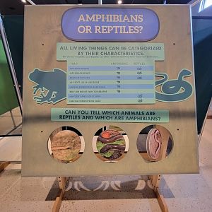 Children's Museum CT - Amazing Amphibians amphibian or reptile?