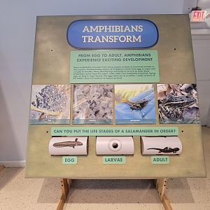Children's Museum CT - Amazing Amphibians amphibians transform