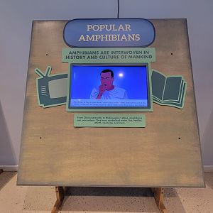 Children's Museum CT - Amazing Amphibians popular amphibians