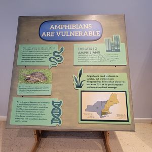 Children's Museum CT - Amazing Amphibians amphibians are vulnerable