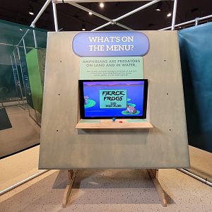 Children's Museum CT - Amazing Amphibians frog game