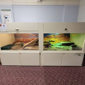 Children's Museum CT - Lizard Lair gila monsters