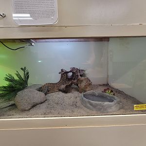 Children's Museum CT - Lizard Lair Sudan plated lizard
