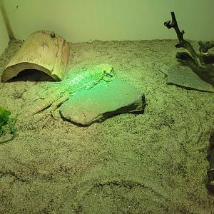 Children's Museum CT - Lizard Lair bearded dragon