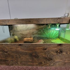 Children's Museum CT - Lizard Lair red tegu