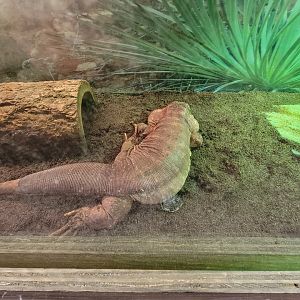 Children's Museum CT - Lizard Lair red tegu