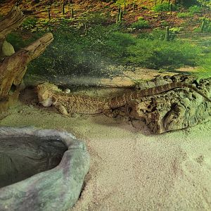 Children's Museum CT - Lizard Lair bearded dragon
