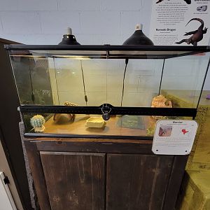 Children's Museum CT - Lizard Lair leopard gecko