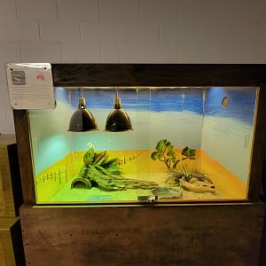 Children's Museum CT - Lizard Lair blue tongued skink