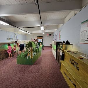 Children's Museum CT - Lizard Lair (one species not pictured: eyelash gecko)