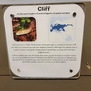 Children's Museum CT - Lizard Lair signage example