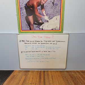 Children's Museum CT - Dinos in Your Backyard, did you know?