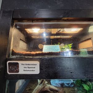 Children's Museum CT - Wildlife Sanctuary spotted salamander