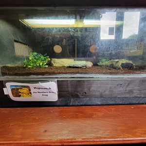 Children's Museum CT - Wildlife Sanctuary northern green frog