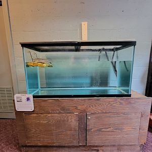 Children's Museum CT - Wildlife Sanctuary eastern spiny softshell turtle