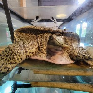 Children's Museum CT - Wildlife Sanctuary eastern spiny softshell turtle