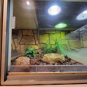 Children's Museum CT - Wildlife Sanctuary eastern box turtle