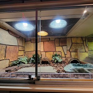 Children's Museum CT - Wildlife Sanctuary ornate box turtle