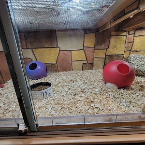 Children's Museum CT - Wildlife Sanctuary domestic ferrets