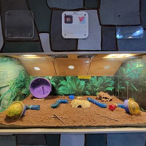 Children's Museum CT - Wildlife Sanctuary eastern chipmunk