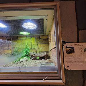 Children's Museum CT - Wildlife Sanctuary Russian tortoise