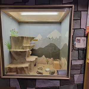 Children's Museum CT - Wildlife Sanctuary chinchillas