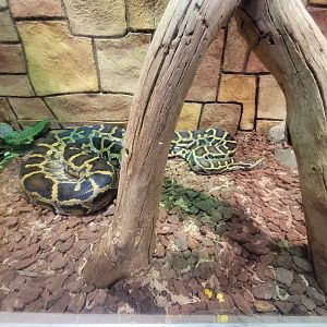 Children's Museum CT - Wildlife Sanctuary Burmese python