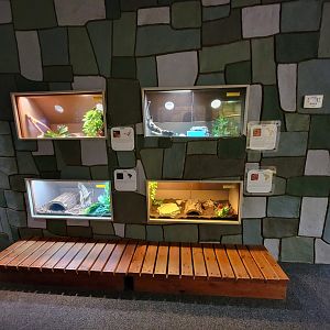 Children's Museum CT - Wildlife Sanctuary small snakes