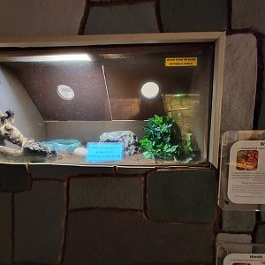 Children's Museum CT - Wildlife Sanctuary Honduran milk snake