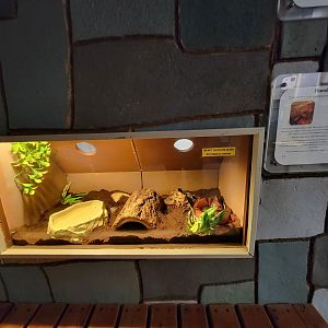 Children's Museum CT - Wildlife Sanctuary Honduran milk snake