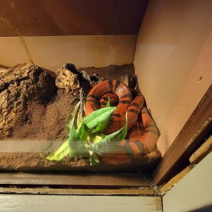 Children's Museum CT - Wildlife Sanctuary Honduran milk snake