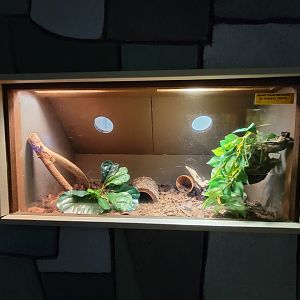 Children's Museum CT - Wildlife Sanctuary eastern milk snake