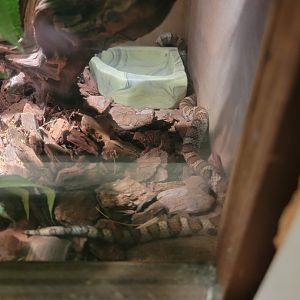 Children's Museum CT - Wildlife Sanctuary eastern milk snake