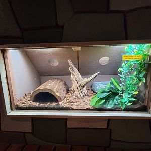 Children's Museum CT - Wildlife Sanctuary Brazilian rainbow boa