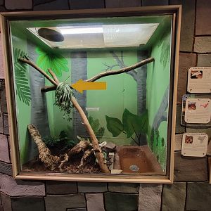 Children's Museum CT - Wildlife Sanctuary corn snakes, black rat snake