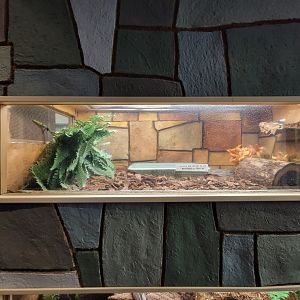 Children's Museum CT - Wildlife Sanctuary north american wood turtle