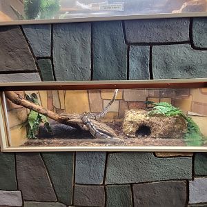 Children's Museum CT - Wildlife Sanctuary ball pythons