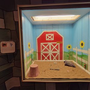 Children's Museum CT - Wildlife Sanctuary guinea pigs